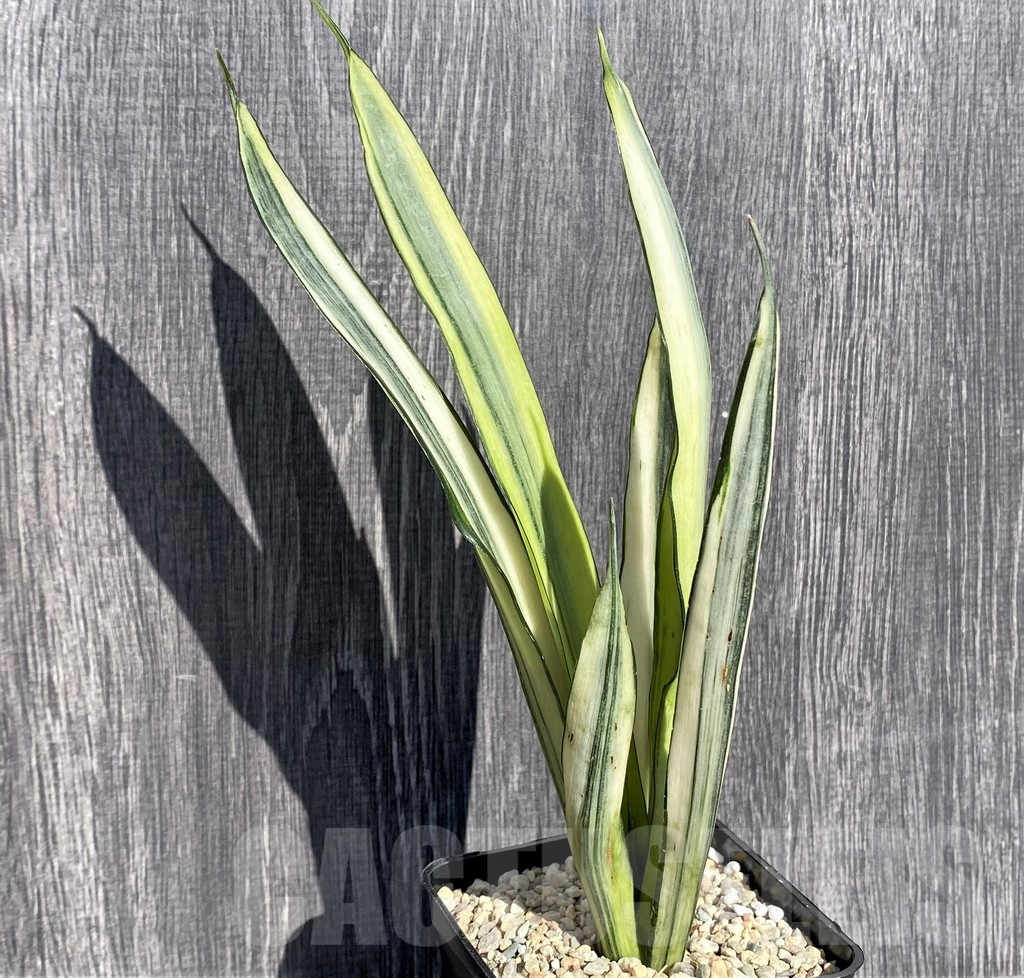 SHPR21010 Sansevieria benter 'Bogor' - Image 2