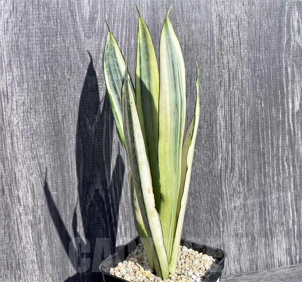 SHPR21010 Sansevieria benter 'Bogor'
