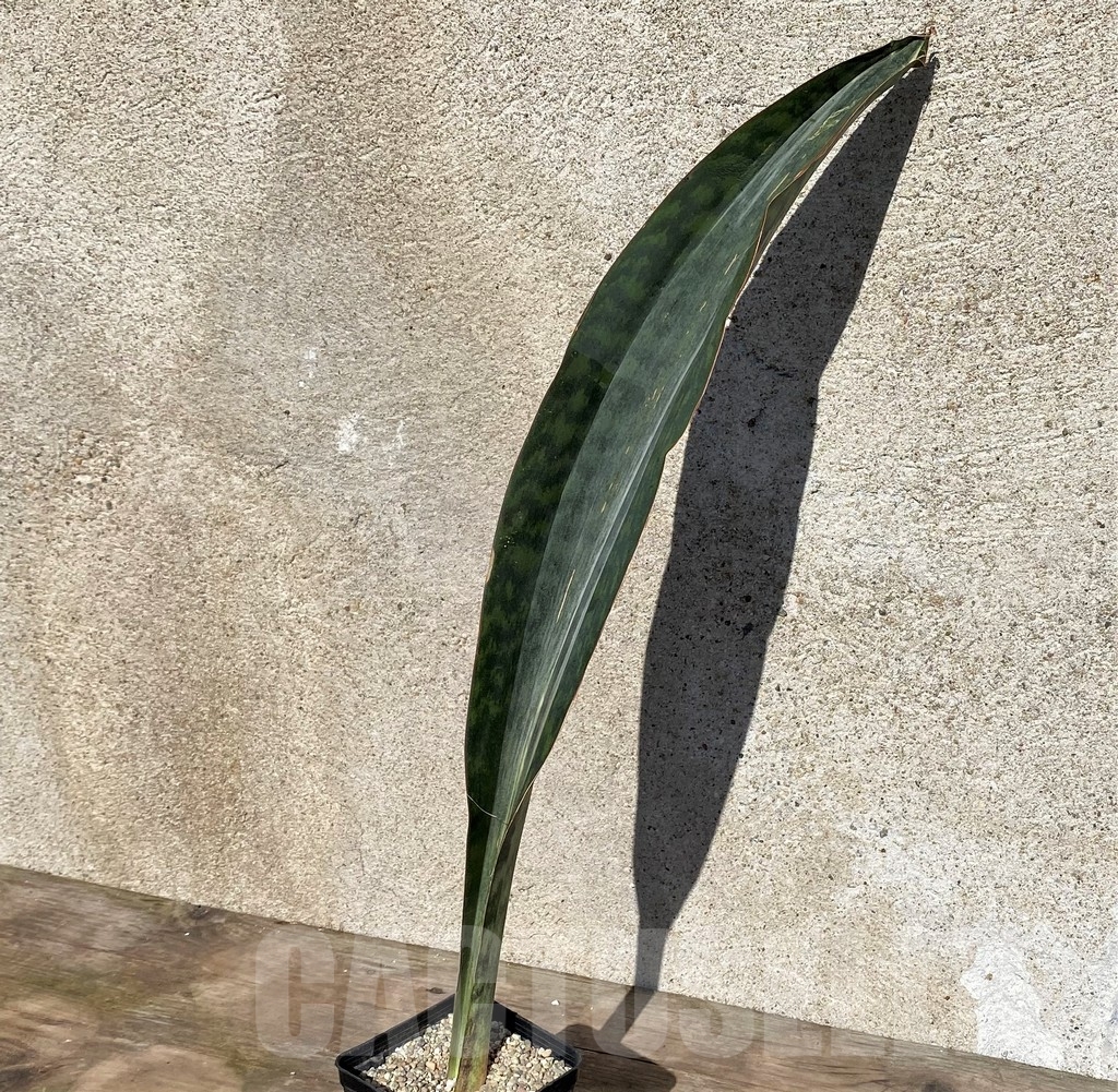 SHPR21012 Sansevieria 'Masoniana' f. variegata - Зображення 2