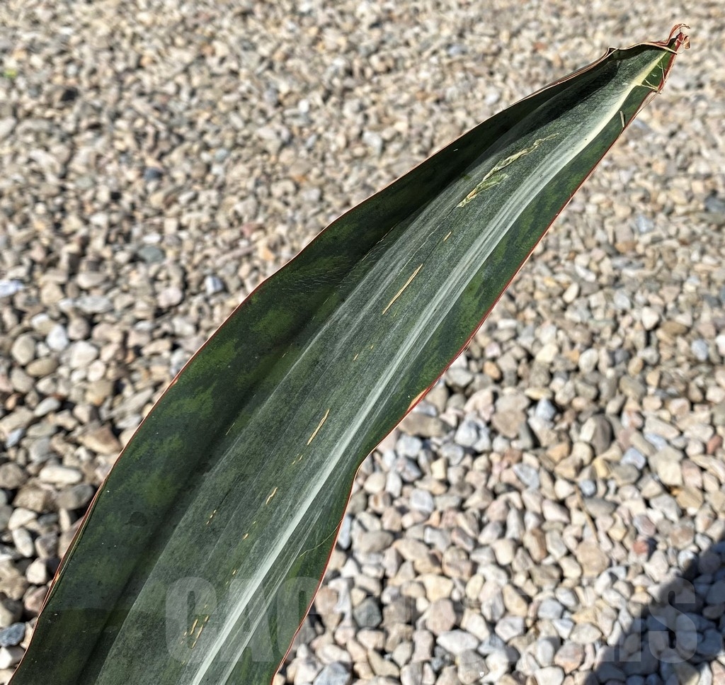 SHPR21012 Sansevieria 'Masoniana' f. variegata