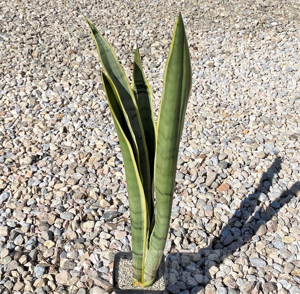 SHPR21017 Sansevieria stover - Image 2