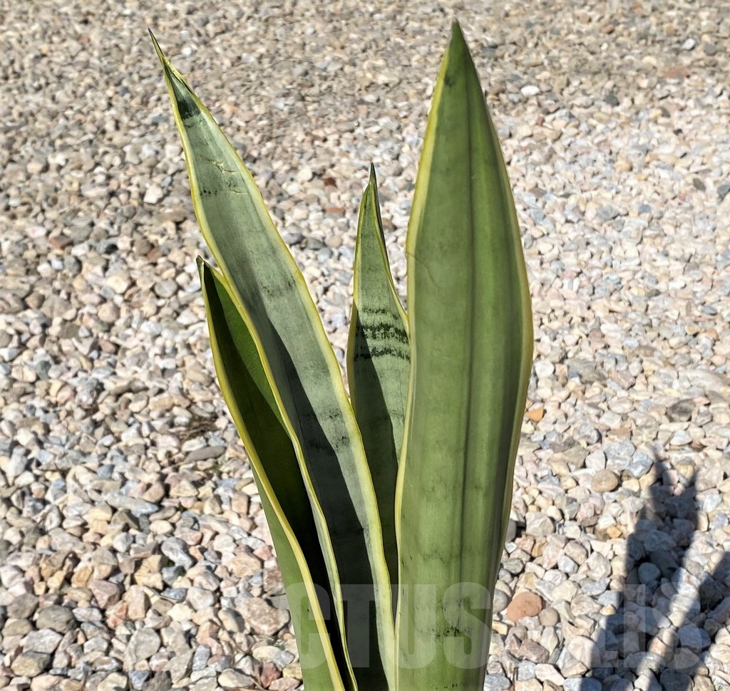 SHPR21017 Sansevieria stover