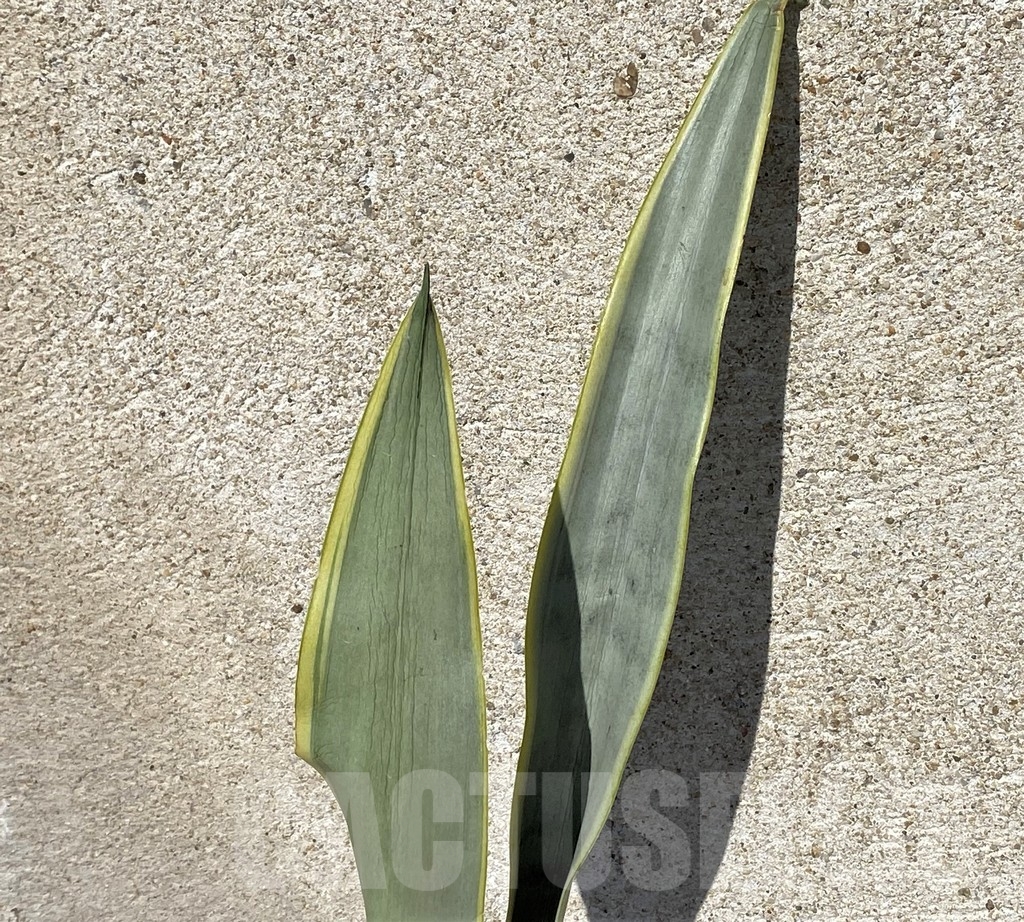 SHPR21019 Sansevieria stover
