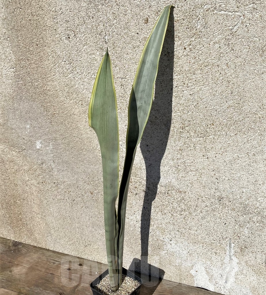 SHPR21019 Sansevieria stover - Image 2