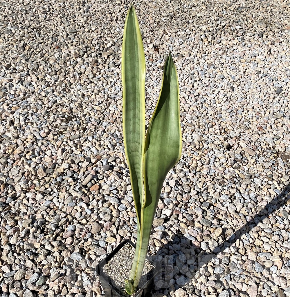 SHPR21020 Sansevieria stover - Image 2