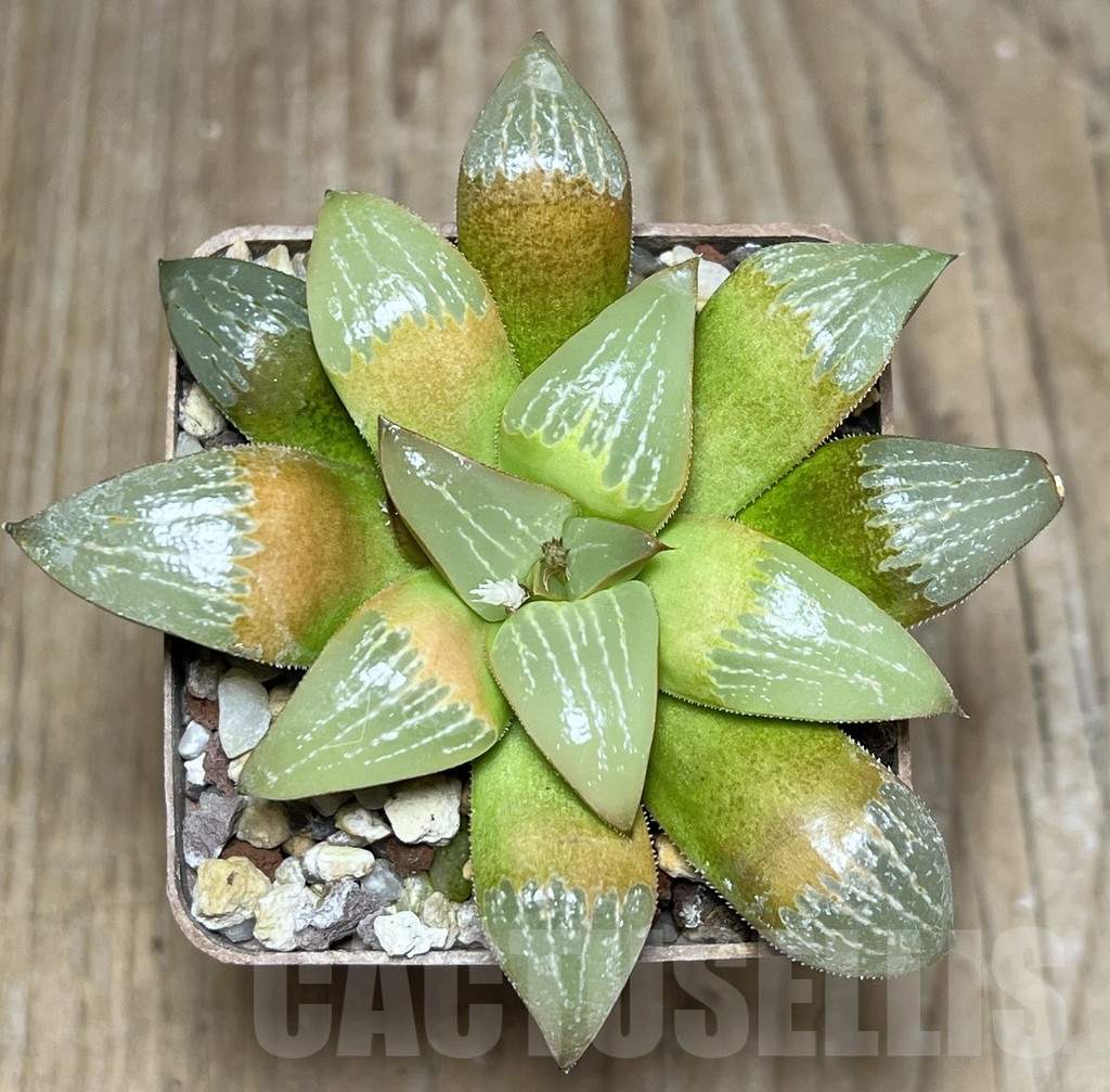 SHPR21031 Haworthia ‘Ruby Star’