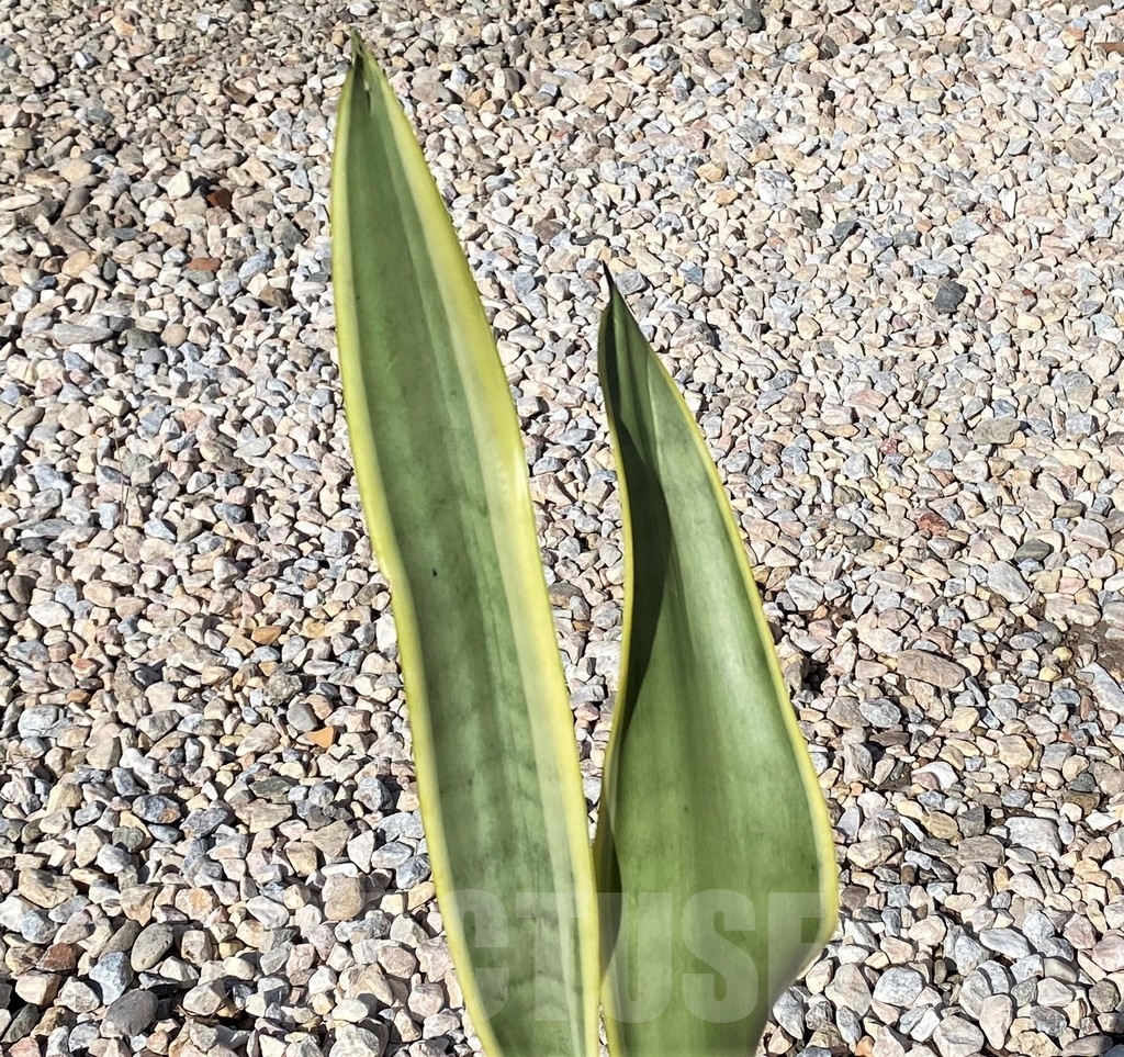 SHPR21020 Sansevieria stover