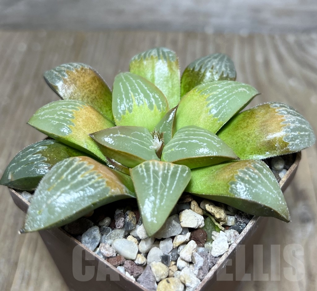SHPR21031 Haworthia ‘Ruby Star’ - Obrázek 2