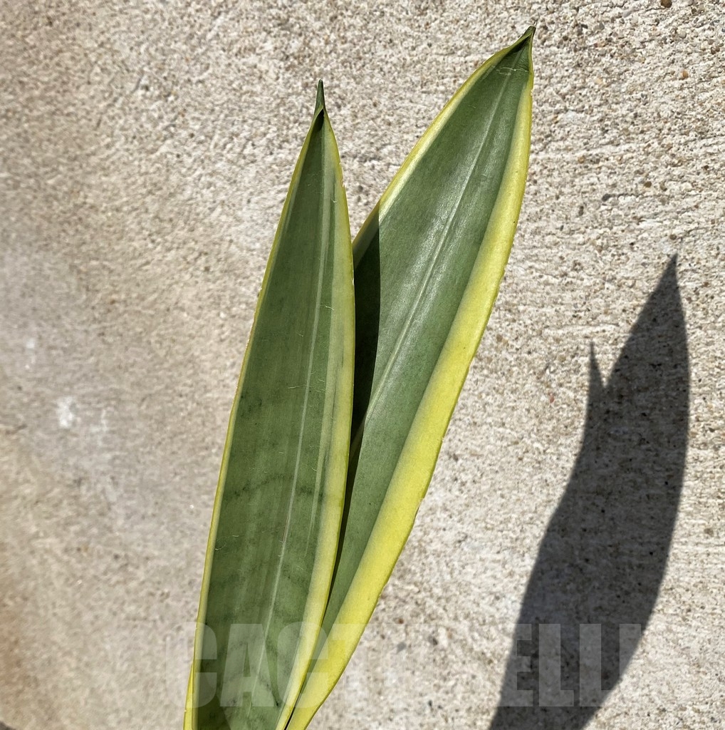 SHPR21021 Sansevieria stover