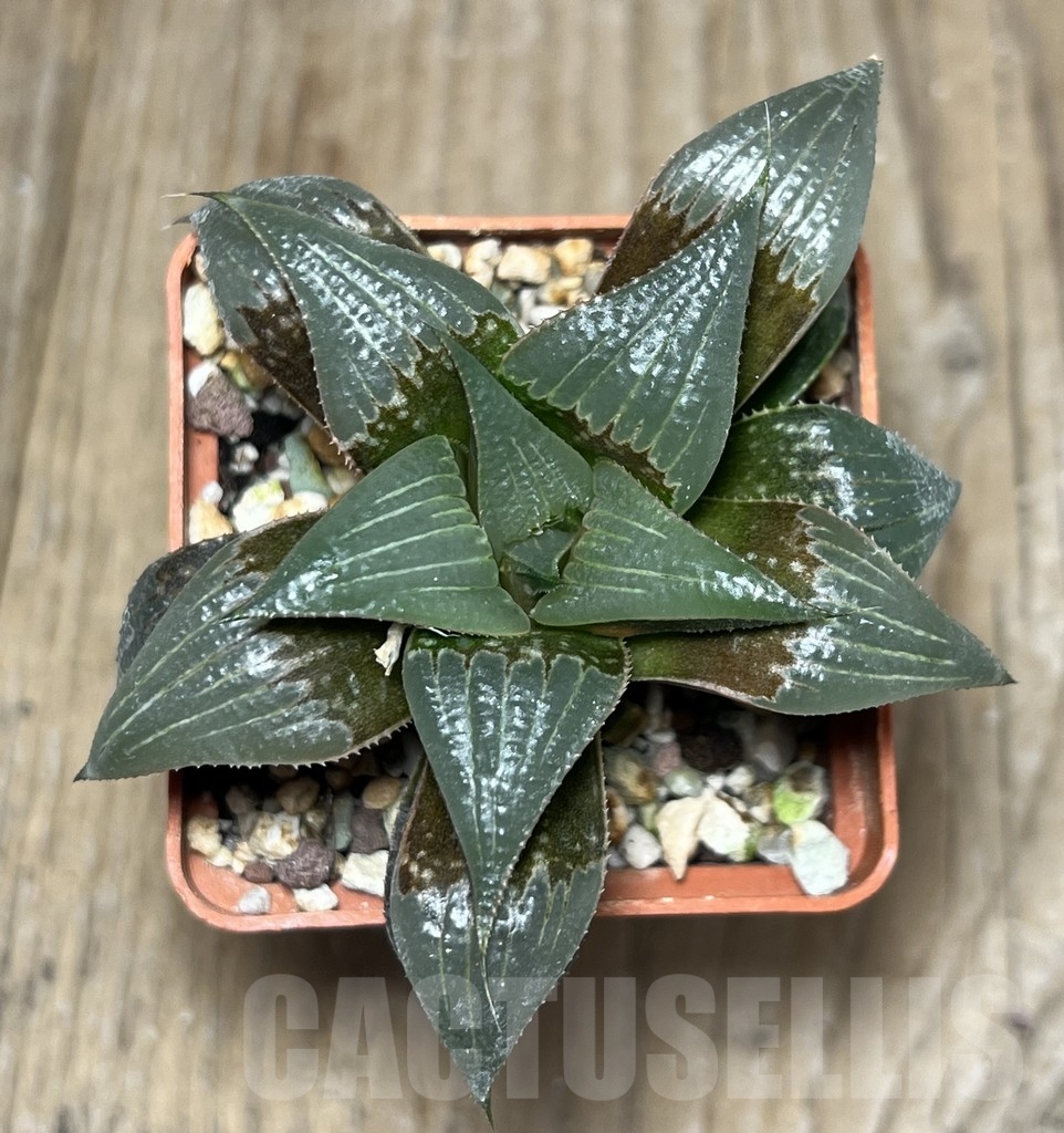 SHPR21032 Haworthia mirabilis v. badia