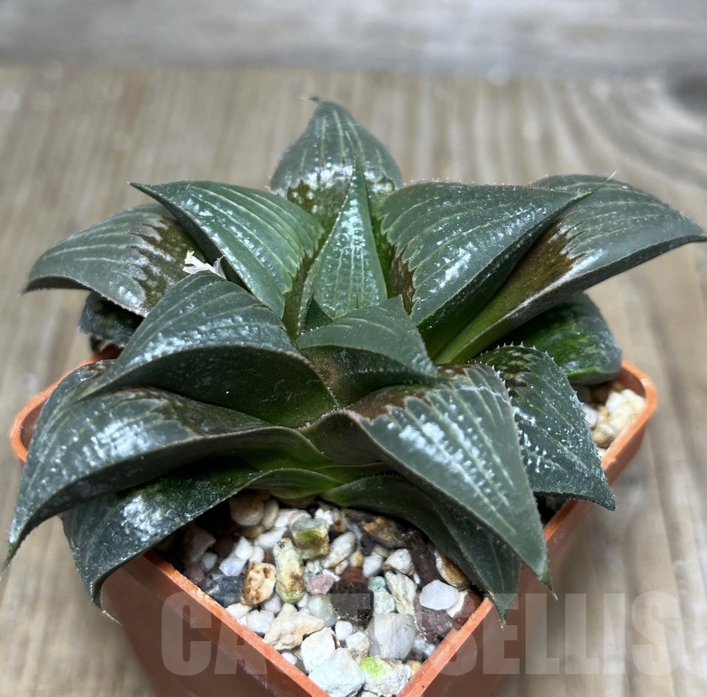 SHPR21032 Haworthia mirabilis v. badia - Image 2