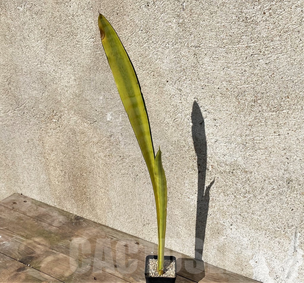 SHPR21022 Sansevieria parva stick