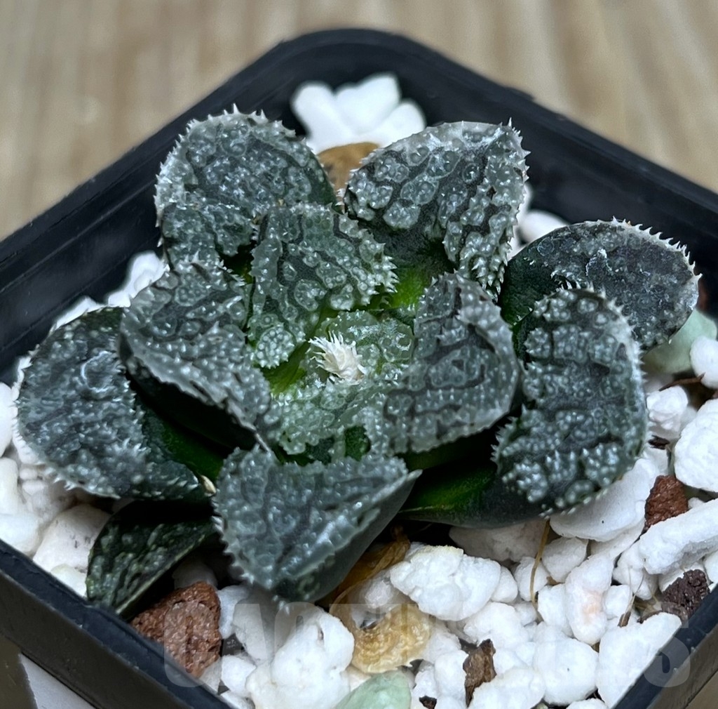 SHPR21033 Haworthia 'Mordor'