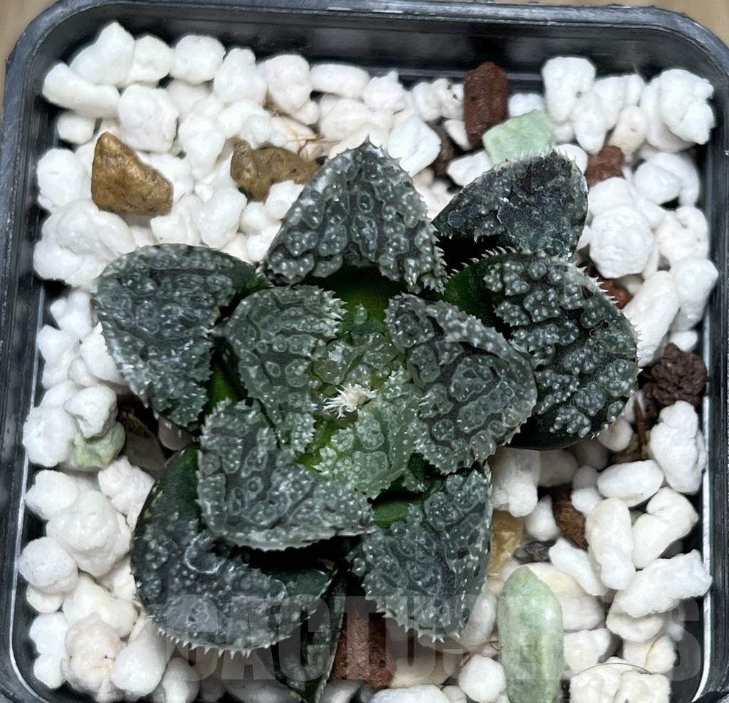 SHPR21033 Haworthia 'Mordor' - Image 2