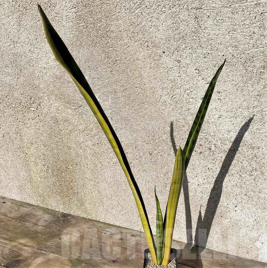 SHPR21023 Sansevieria parva stick - Image 2