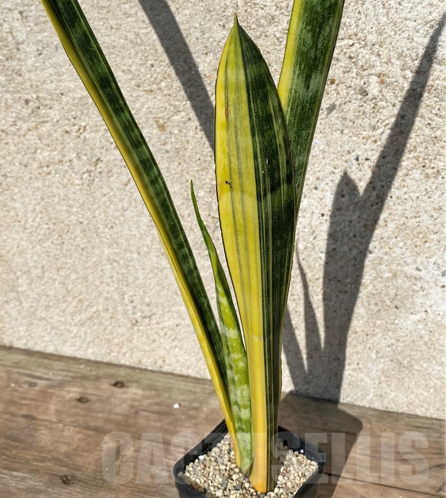 SHPR21023 Sansevieria parva stick