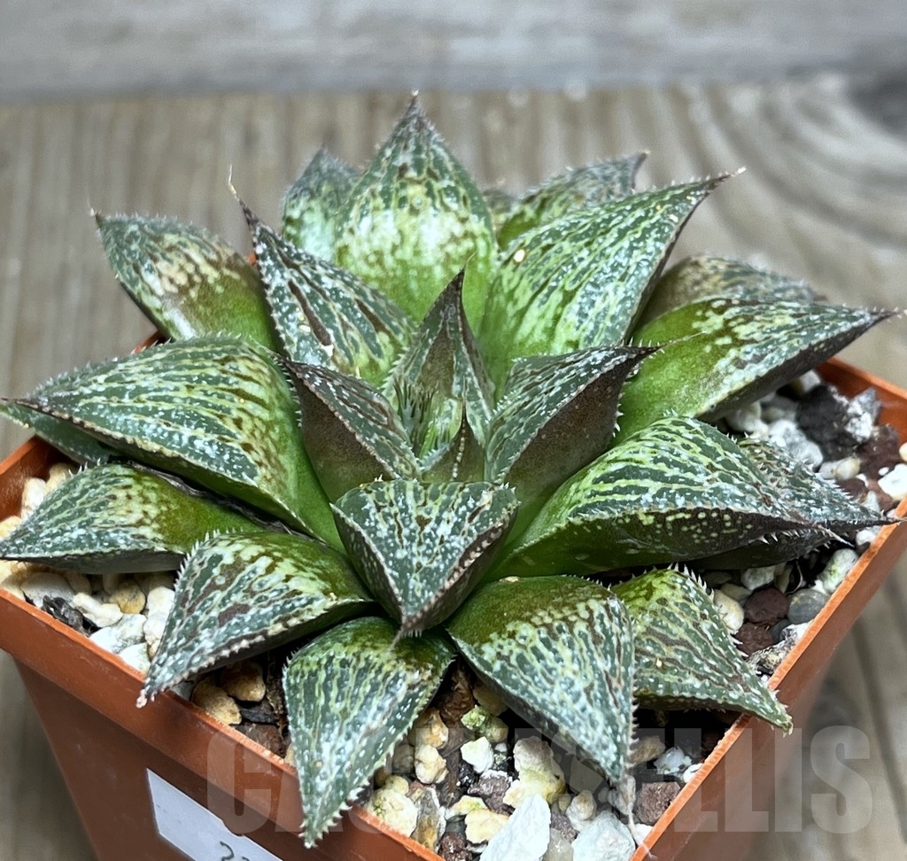 SHPR21034 Haworthia 'Kegani' UA 4776