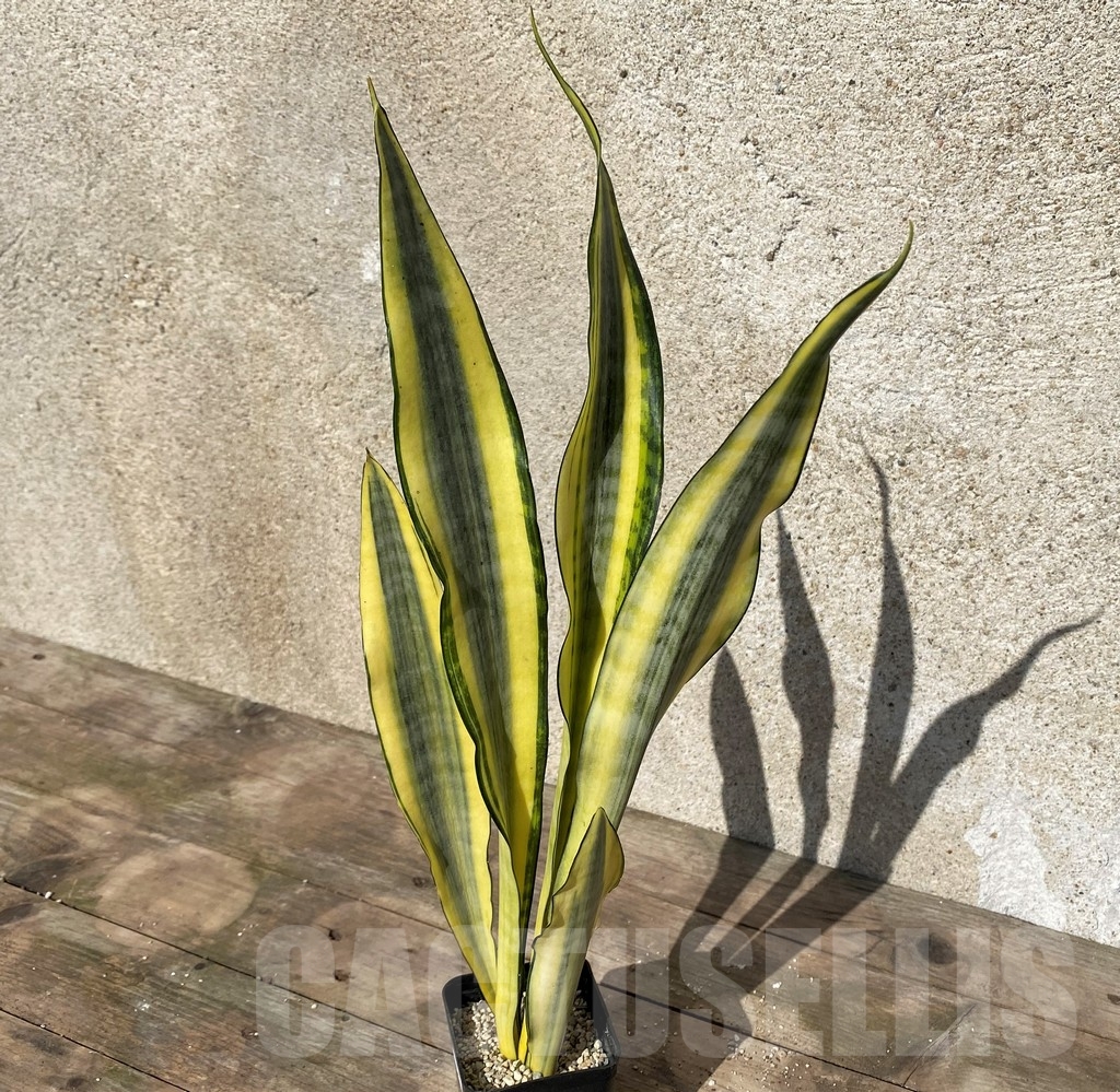 SHPR21024 Sansevieria ceregi - Image 2