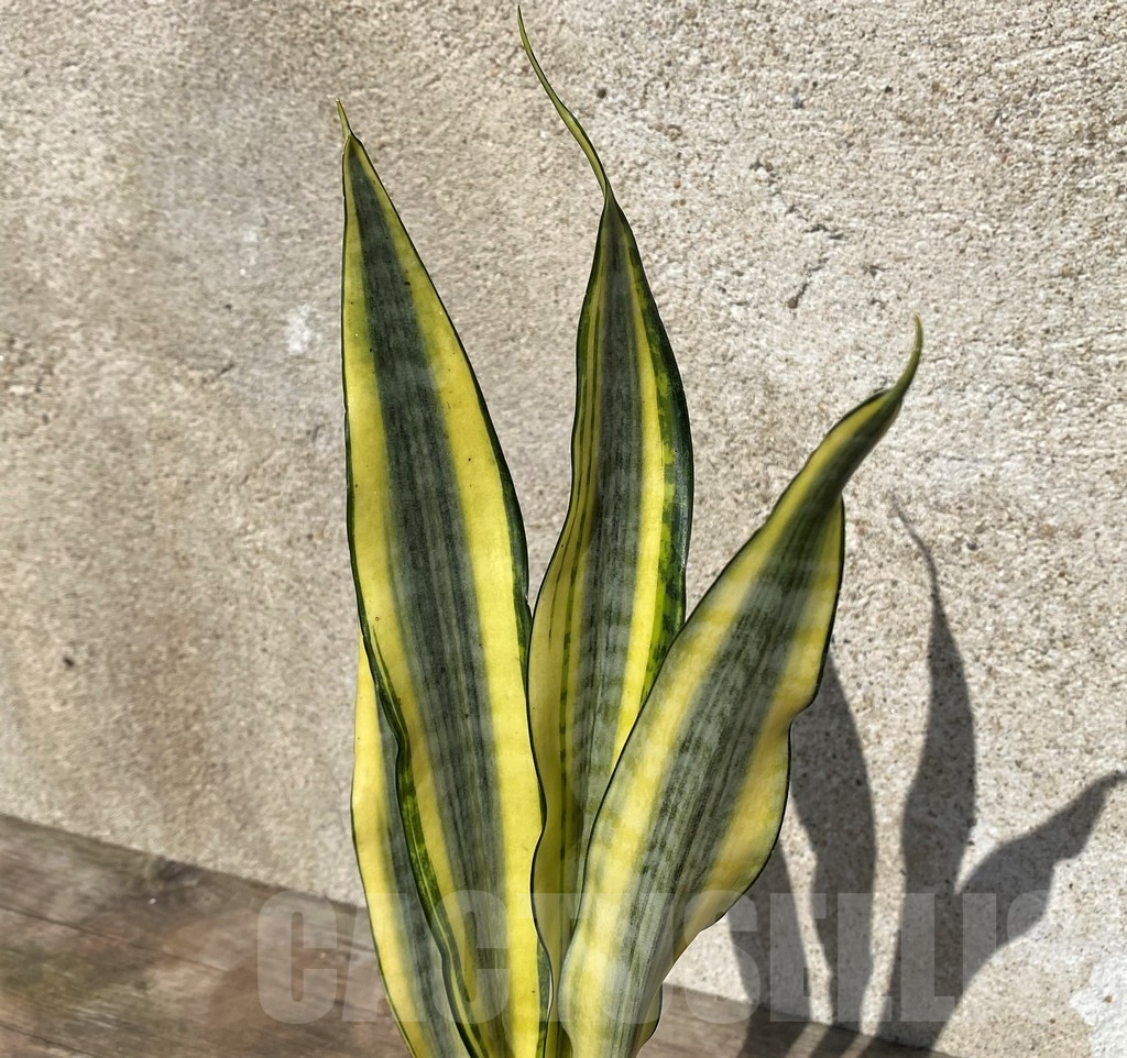 SHPR21024 Sansevieria ceregi