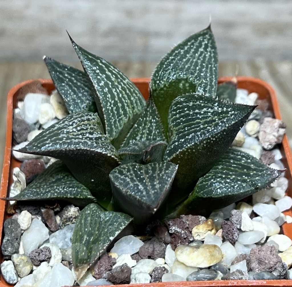 SHPR21038 Haworthia wimii x ginsekai - Image 2