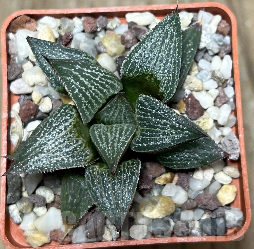 SHPR21038 Haworthia wimii x ginsekai