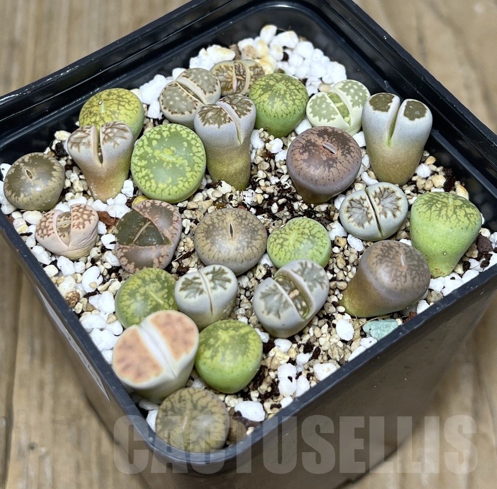 SHPR21043 Lithops mix - Image 2