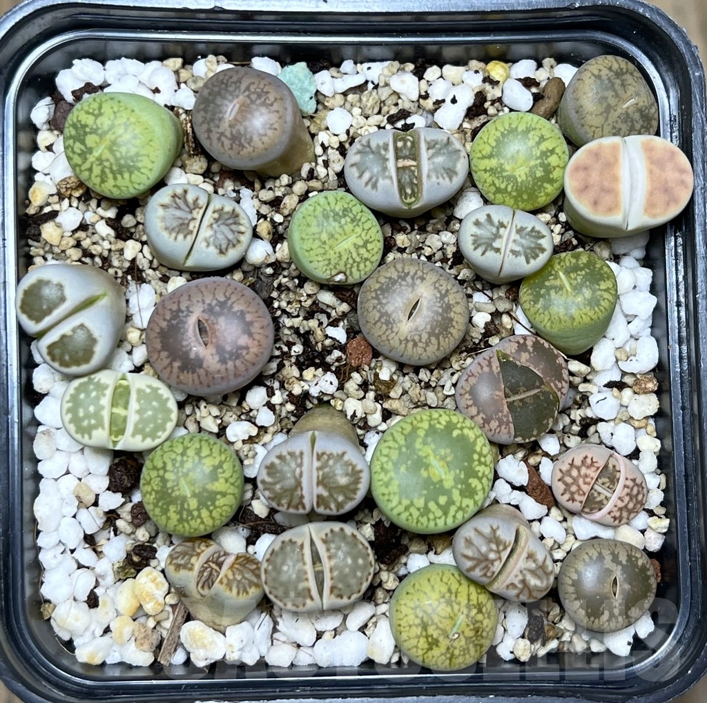 SHPR21043 Lithops mix