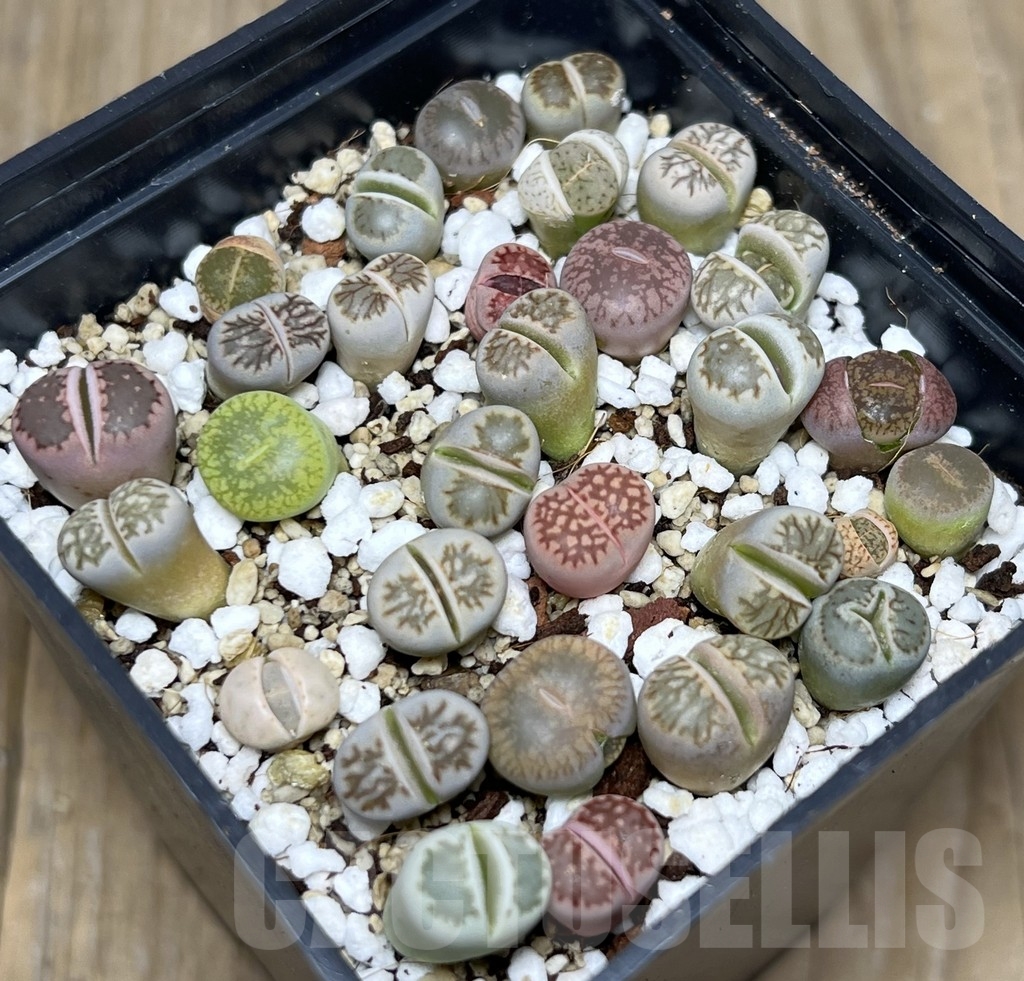 SHPR21045 Lithops mix - Image 2