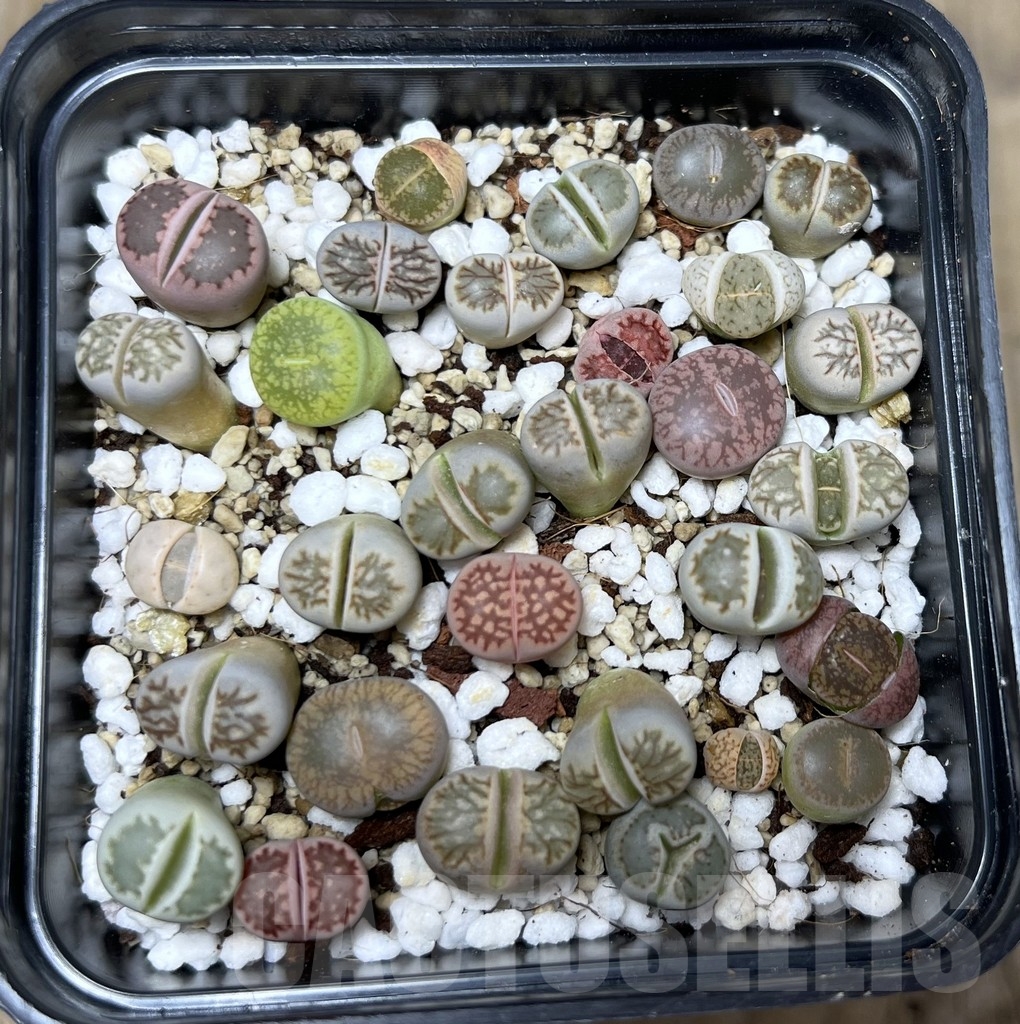 SHPR21045 Lithops mix