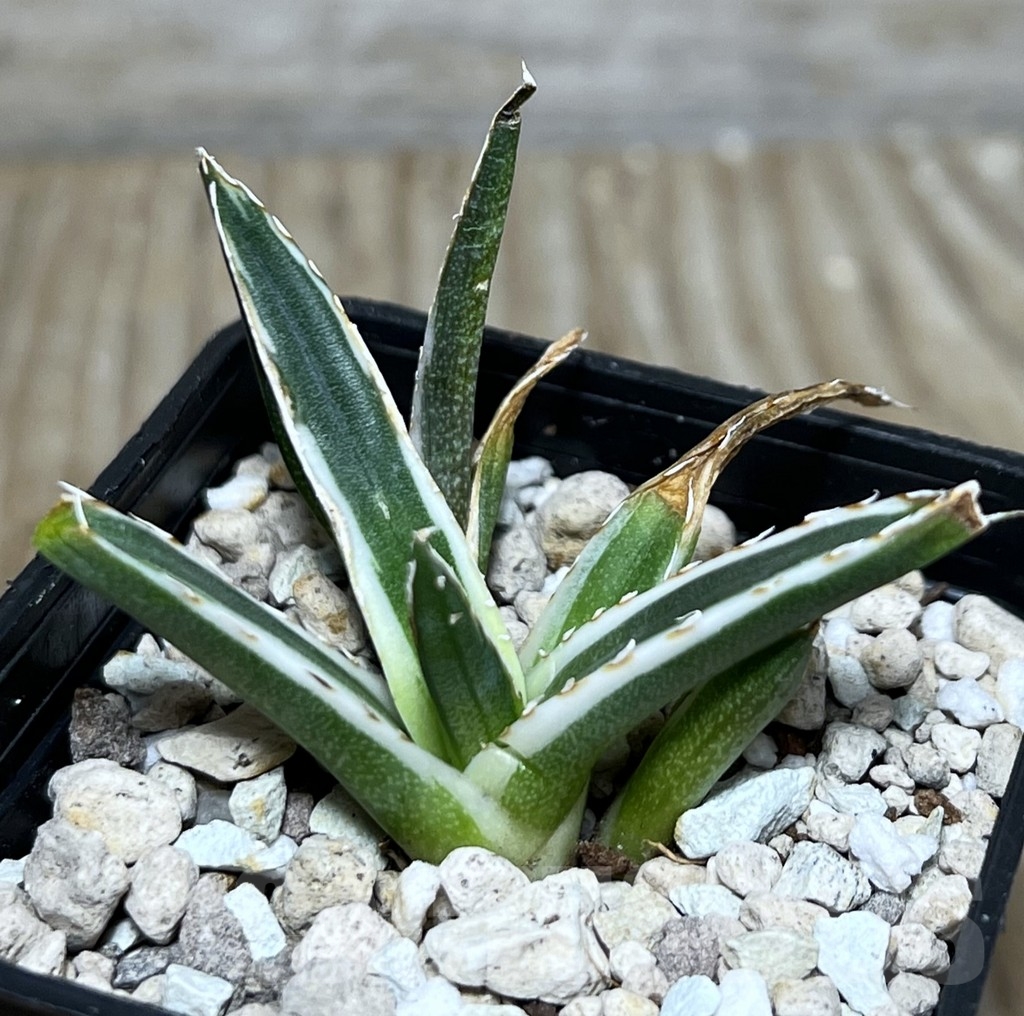 SHPR21047 Agave victoriae-reginae f. white variegata