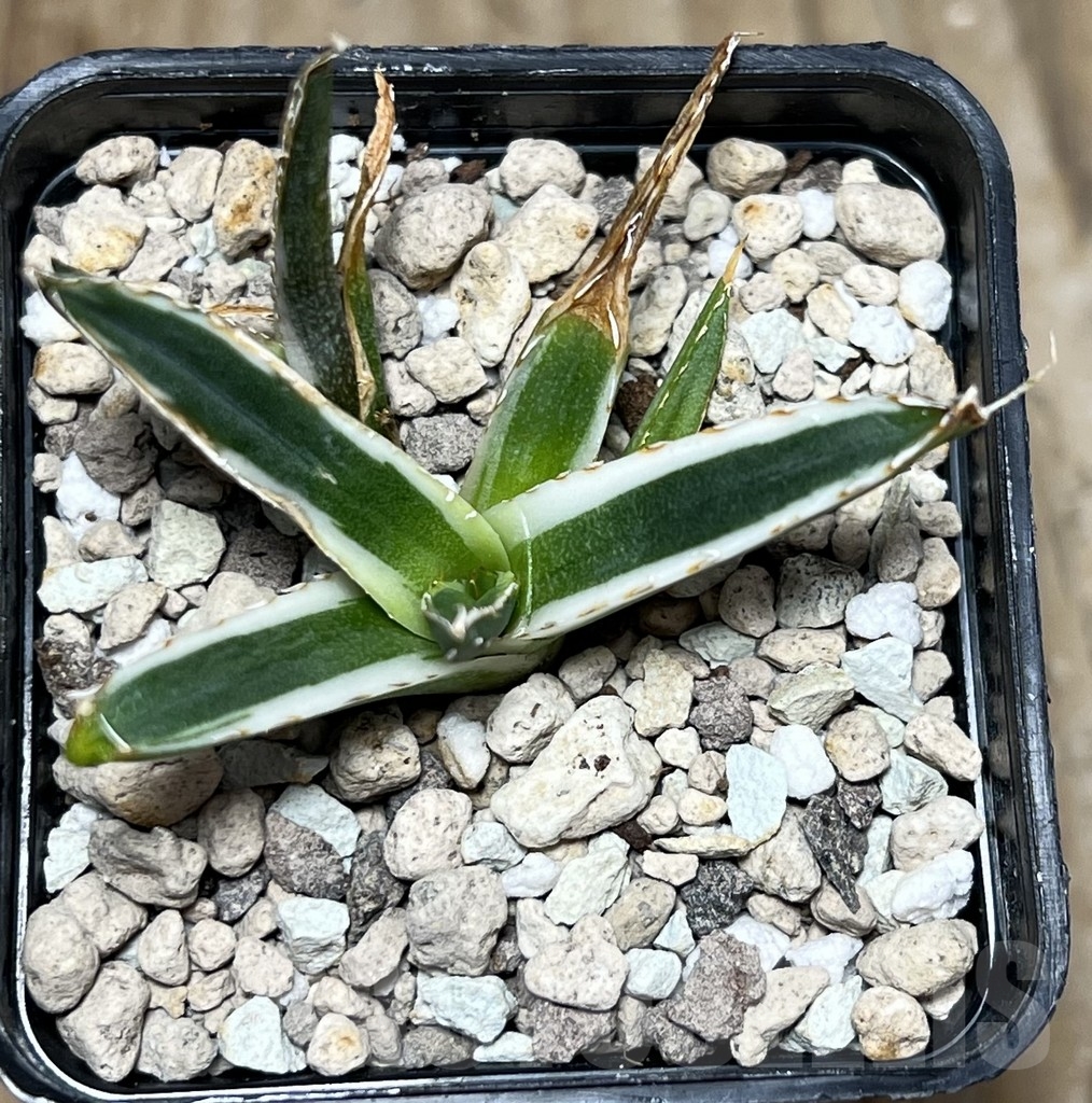 SHPR21047 Agave victoriae-reginae f. white variegata - Image 2