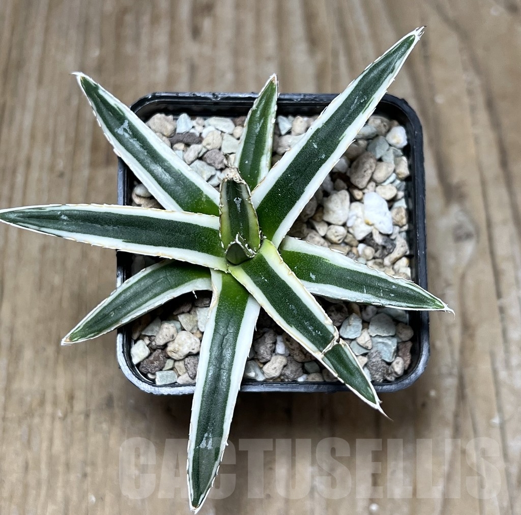 SHPR21048 Agave victoriae-reginae f. white variegata - Image 2