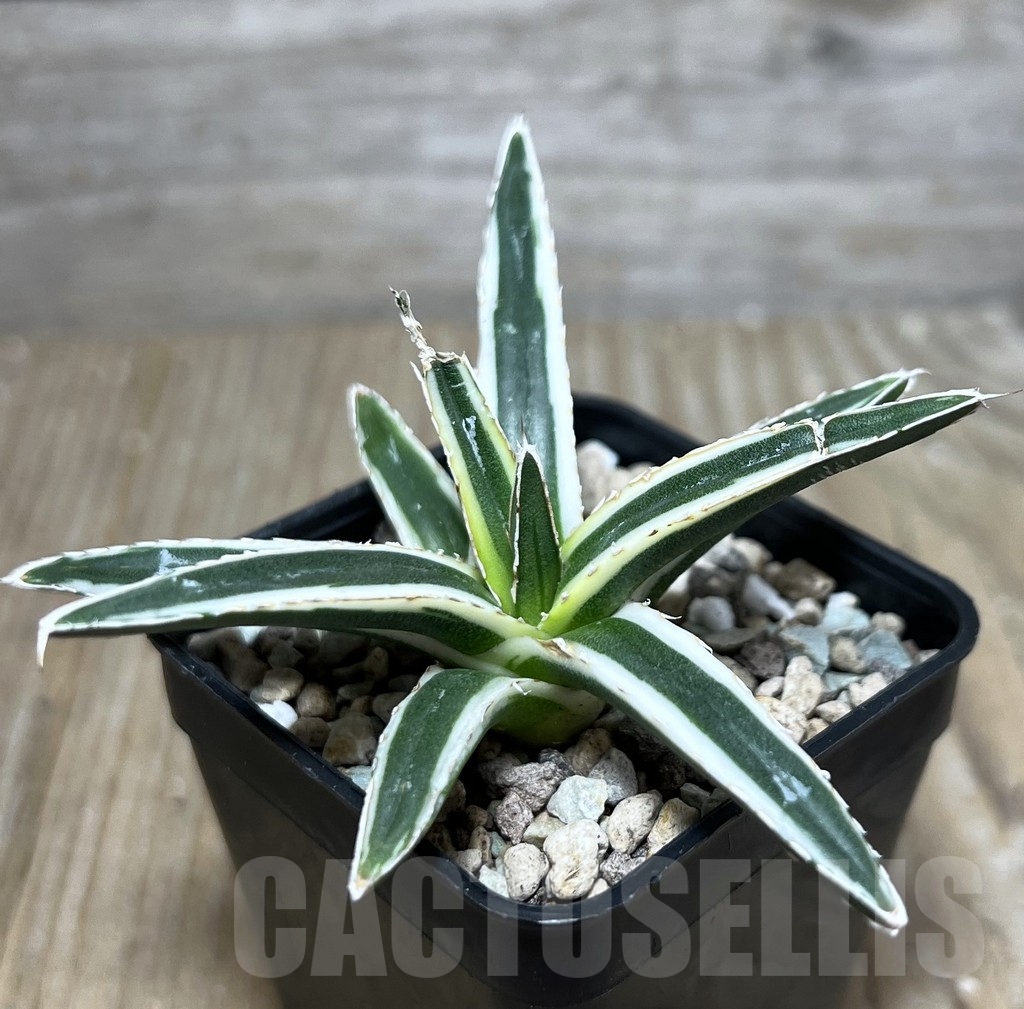 SHPR21048 Agave victoriae-reginae f. white variegata