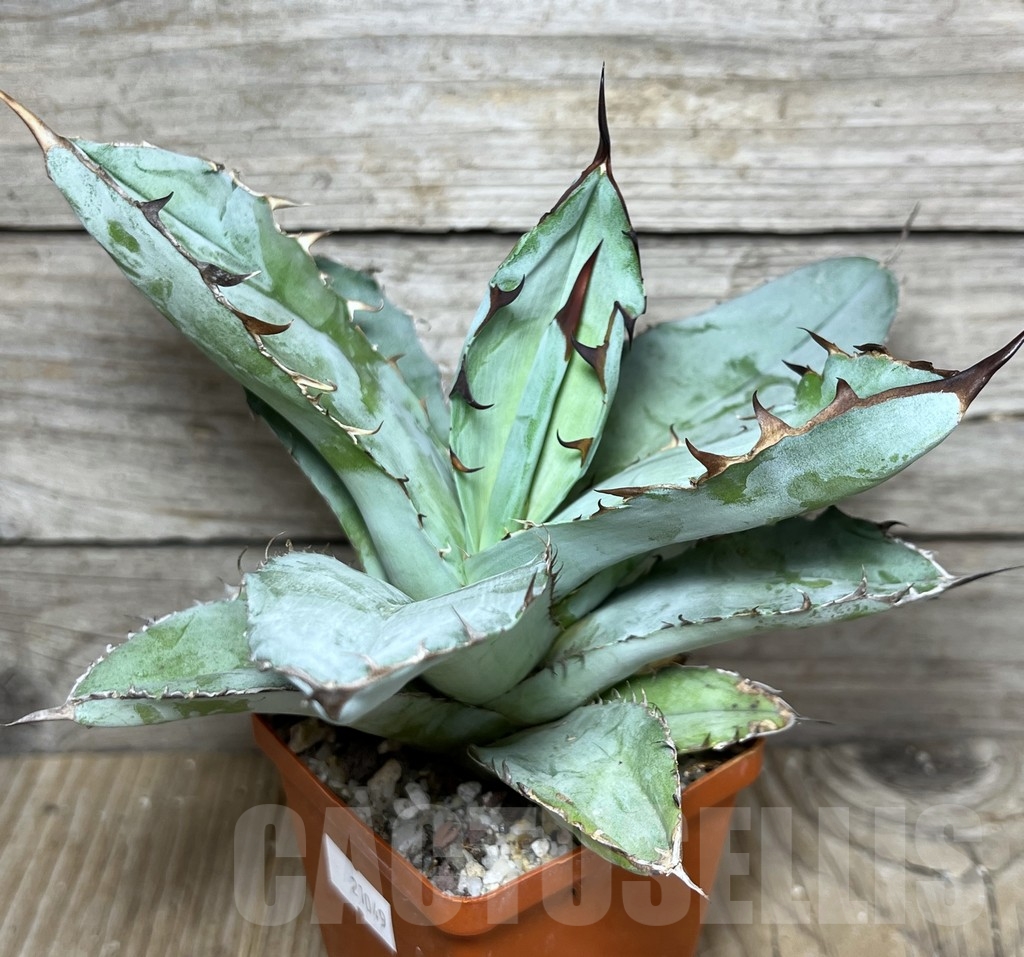 SHPR21049 Agave titanota ‘Blue Alabaster’ - Image 2