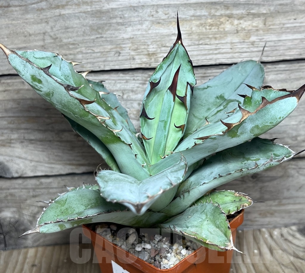 SHPR21049 Agave titanota ‘Blue Alabaster’
