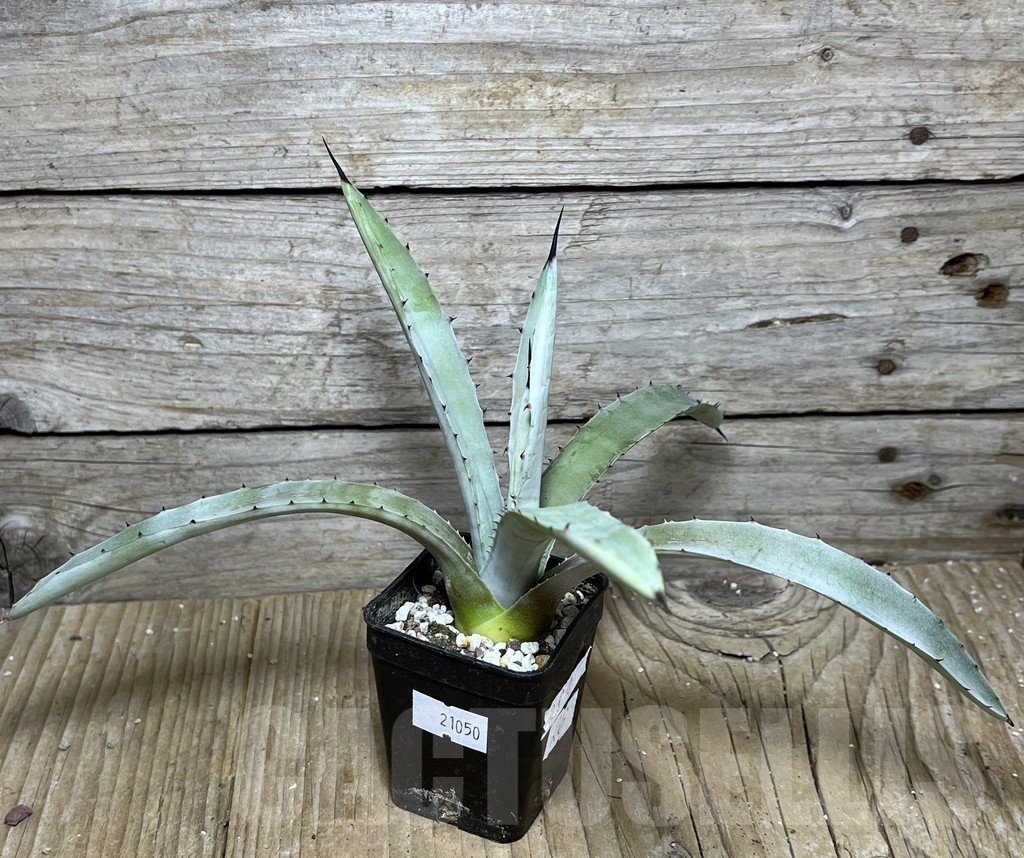 SHPR21050 Agave macroacantha 'Little Penguins'