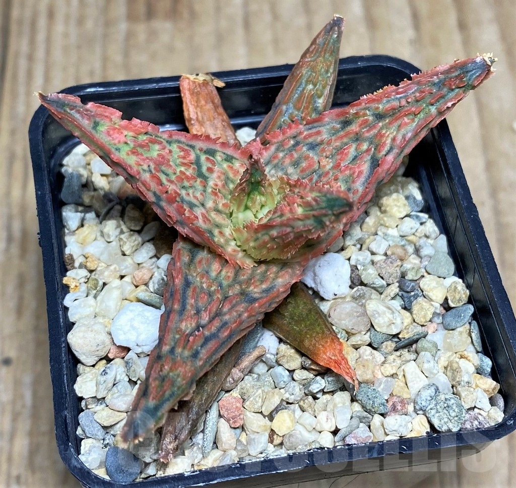 SHPR21158 Aloe hybrid - Image 2