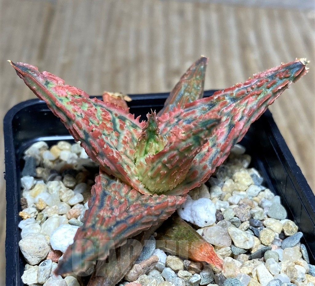 SHPR21158 Aloe hybrid - Image 3