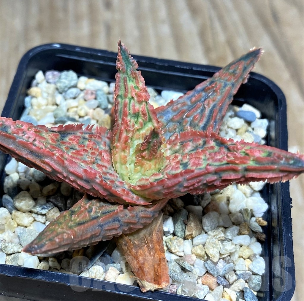 SHPR21158 Aloe hybrid
