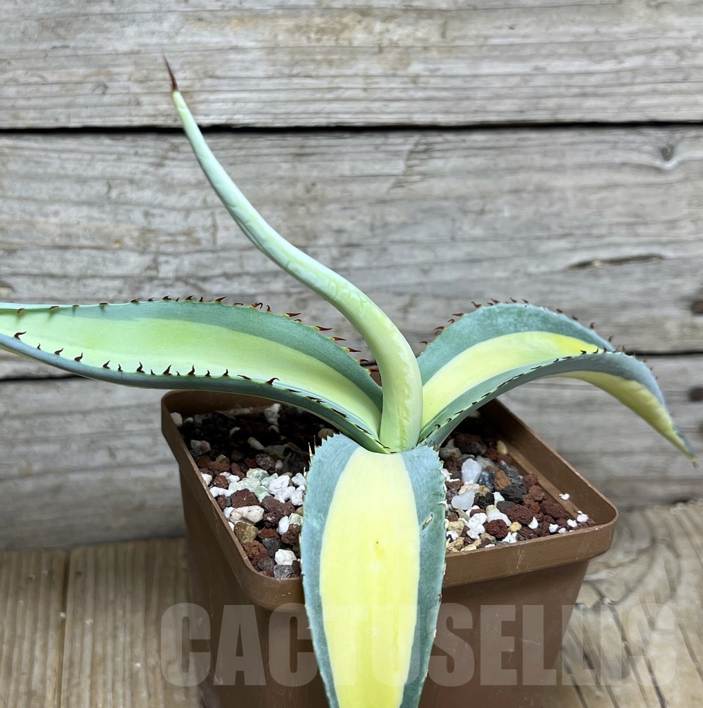 SHPR21051 Agave guiengola ‘Mediopicta’