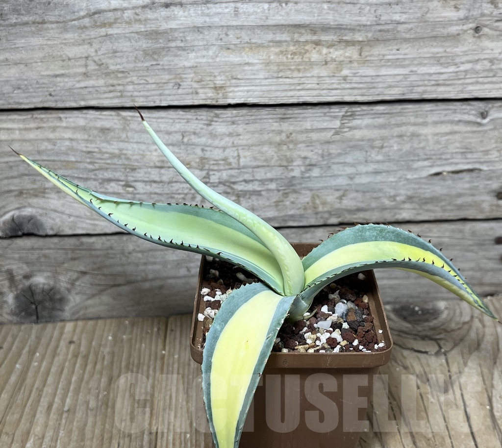 SHPR21051 Agave guiengola ‘Mediopicta’ - Image 2