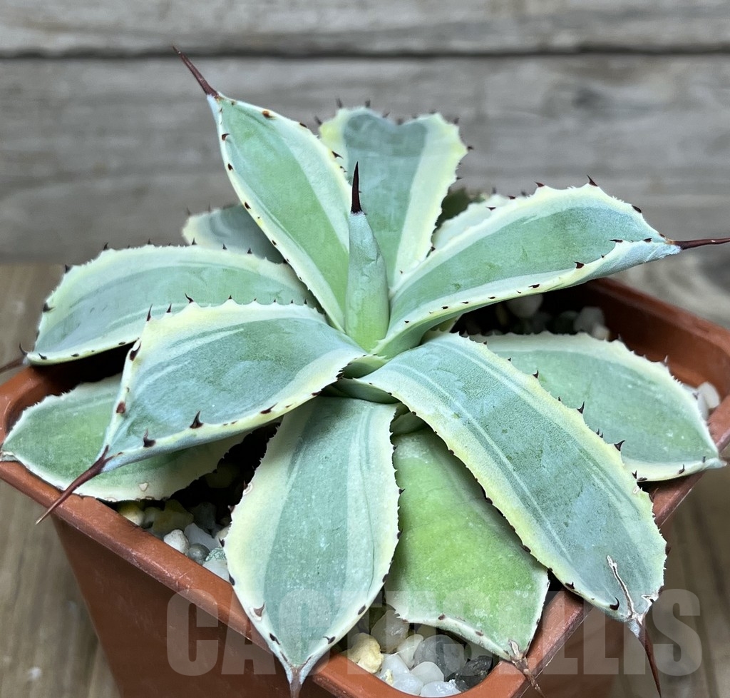 SHPR21052 Agave potatorum f. variegata - Image 2