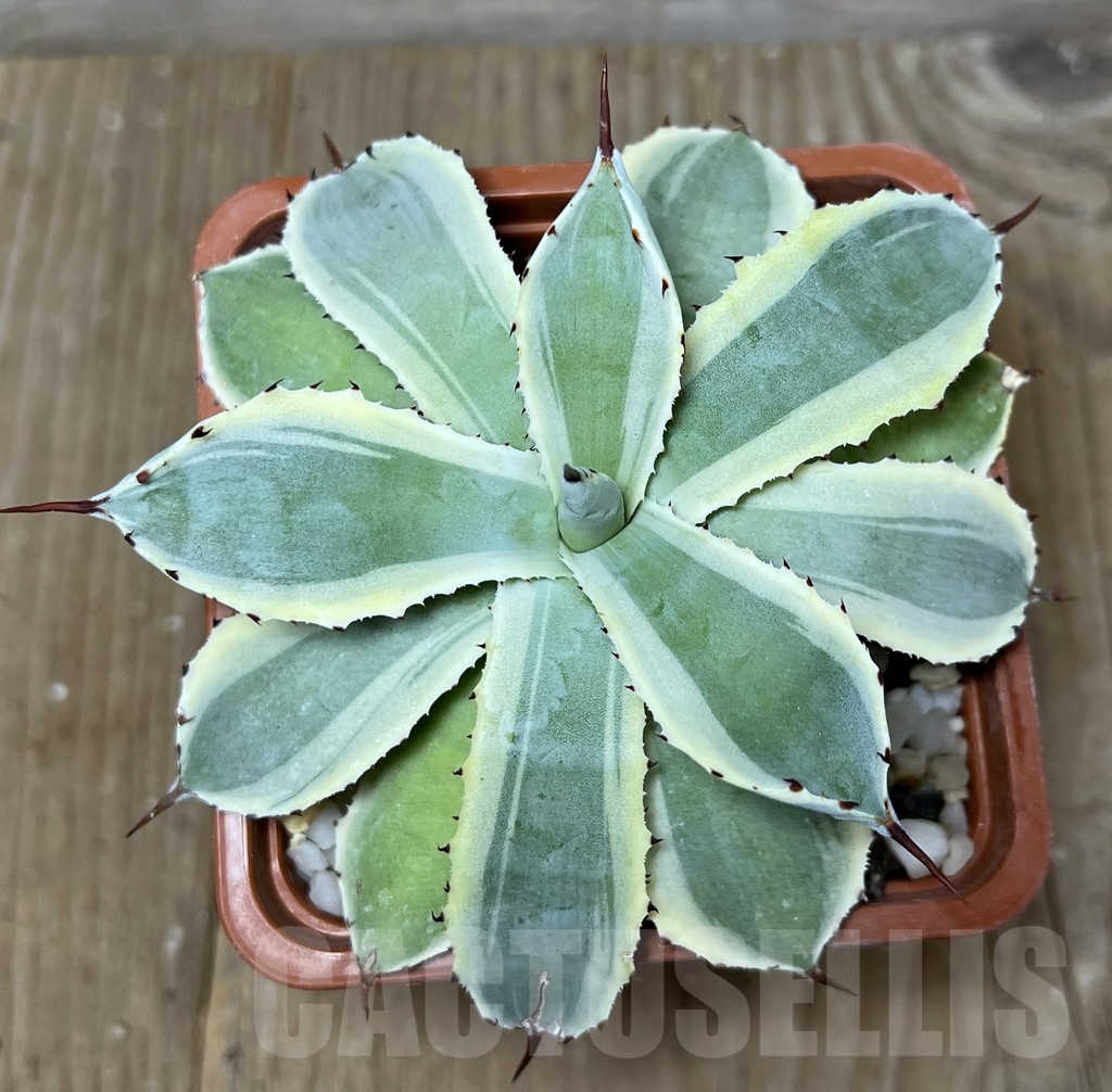 SHPR21052 Agave potatorum f. variegata