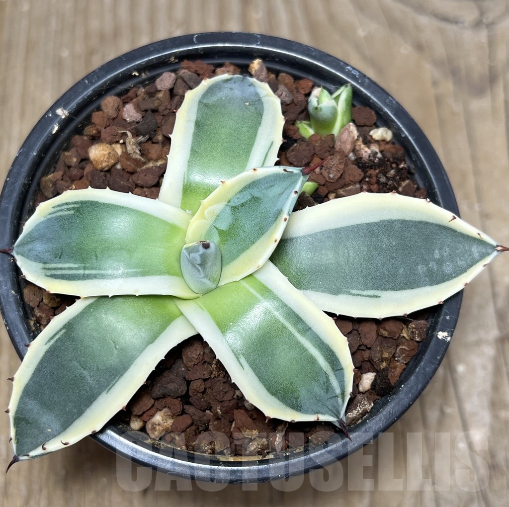 SHPR21053 Agave isthmensis f.variegata