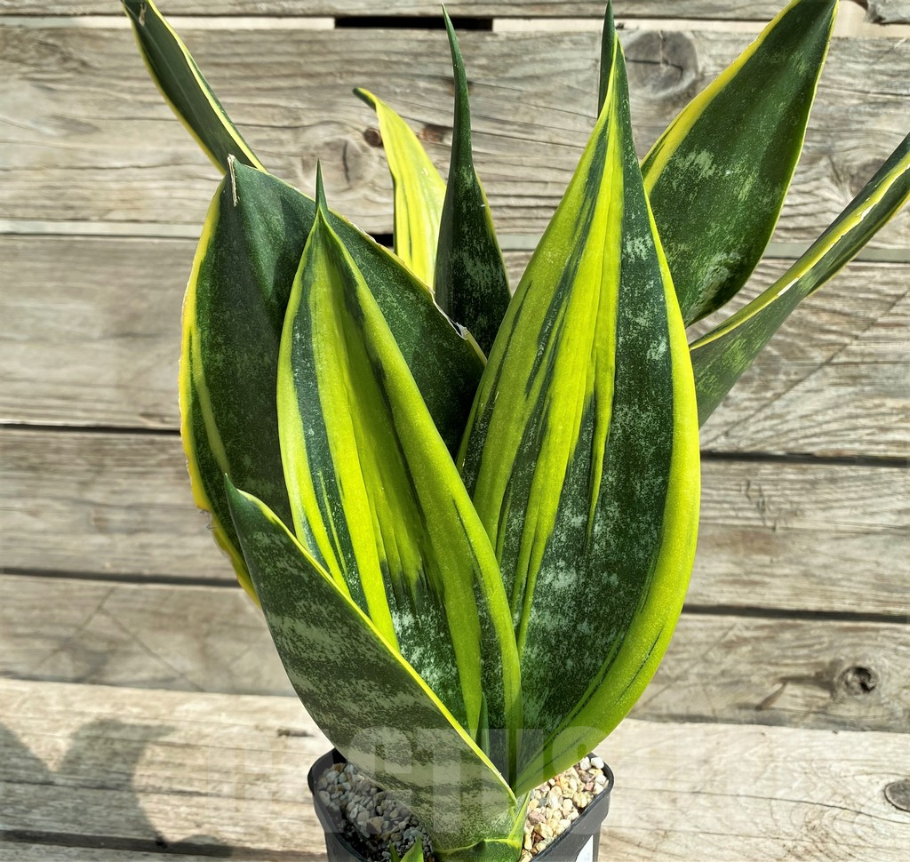 SHPR20989 Sansevieria 'Gold Flame' - Image 2