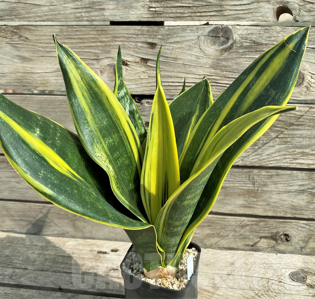SHPR20989 Sansevieria 'Gold Flame'