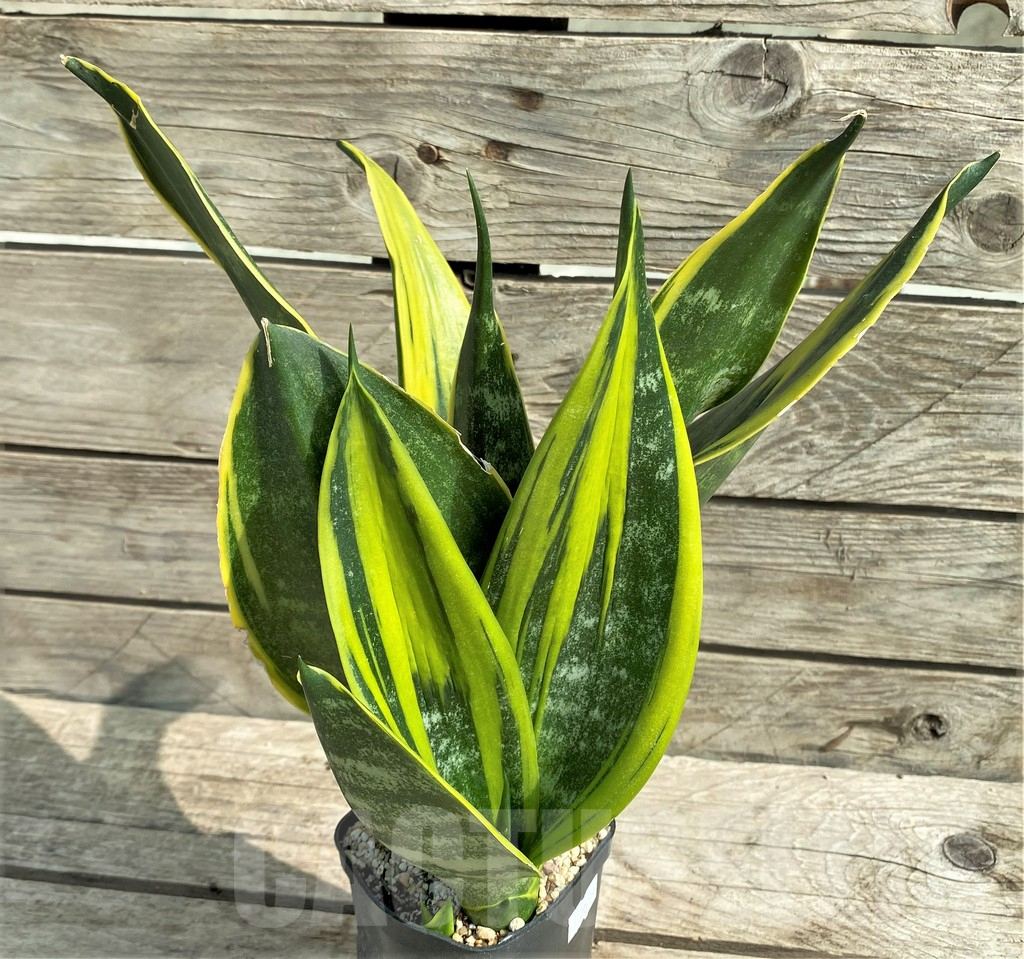 SHPR20989 Sansevieria 'Gold Flame' - Image 3