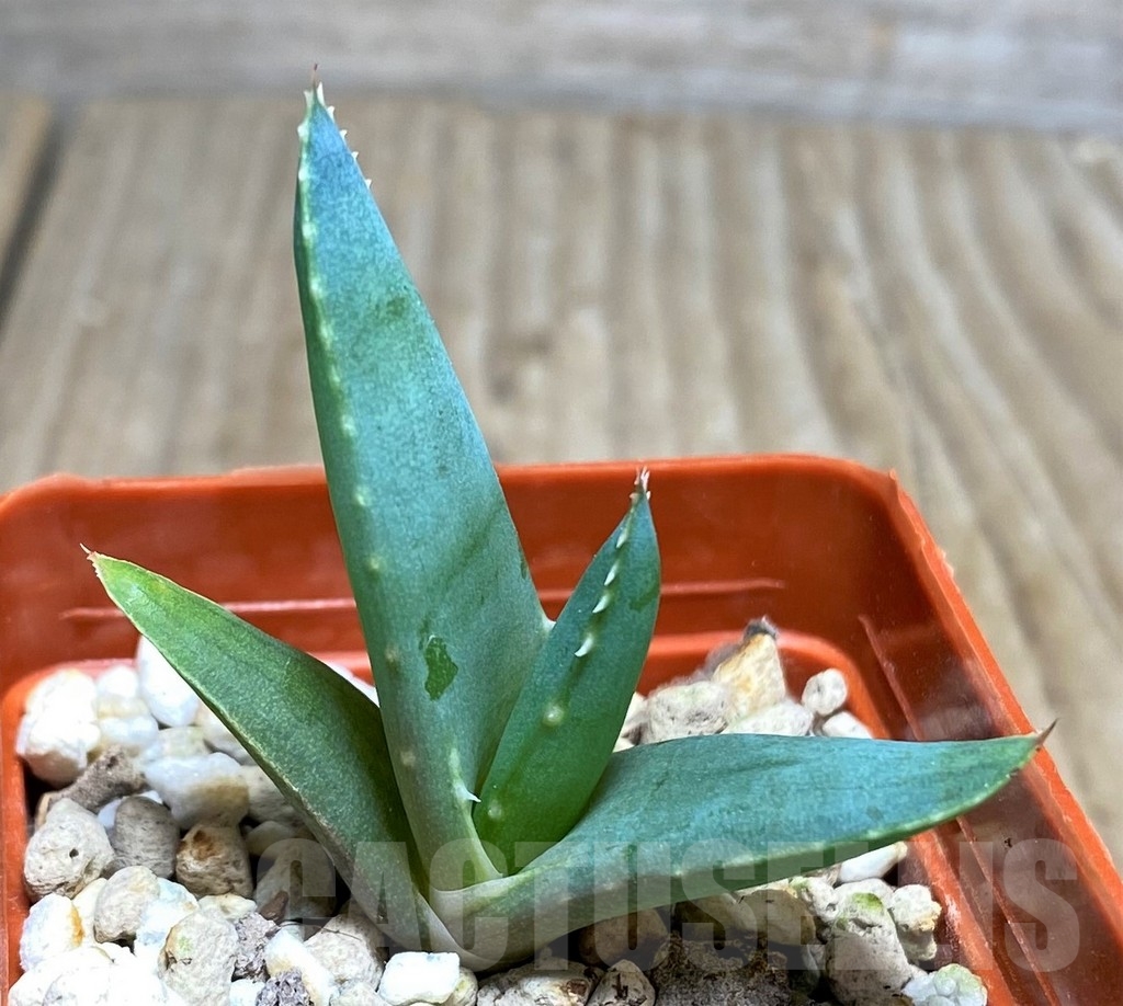 SHPR21169 Aloe suprafoliata