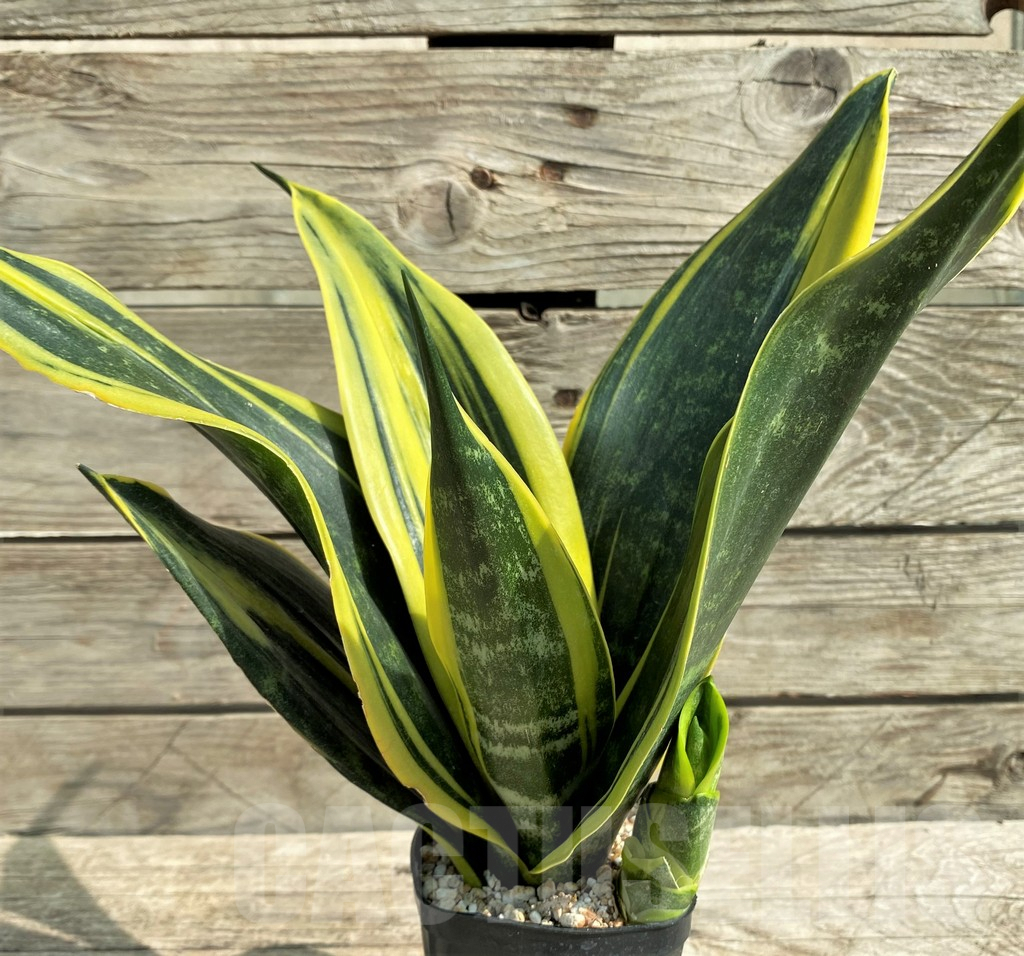 SHPR20990 Sansevieria 'Gold Flame' - immagine 2