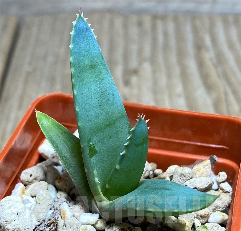 SHPR21169 Aloe suprafoliata - Image 2